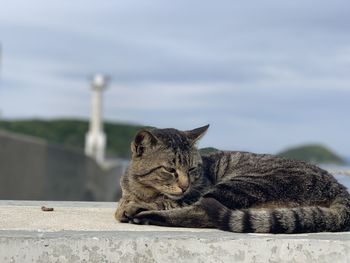 Cat resting on retaining wall against sky