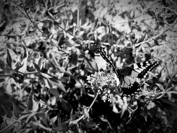 Close-up of butterfly pollinating on flower