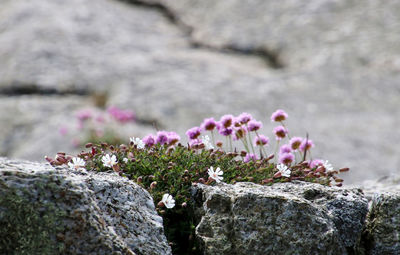 Close-up of pink flowering plants on rock