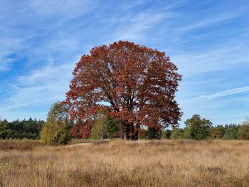 Tree on field against sky