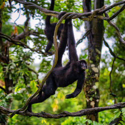 Low angle view of monkey hanging on tree in forest