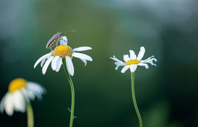 Close-up of butterfly pollinating on white flower