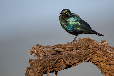 Bird perching on a tree