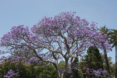 Low angle view of pink flower tree against sky