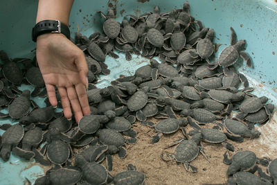 Cropped hand of woman touching turtle in container