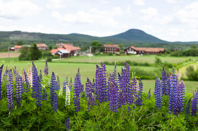 Close-up of purple flowers blooming in field