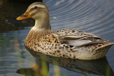 Close-up of duck swimming in lake