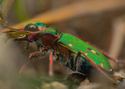 Side profile of a colourful green tiger beetle, briefly pausing while foraging. 