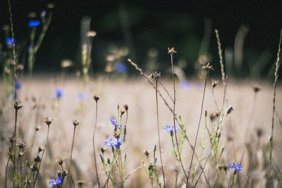 Close-up of purple flowering plants on field