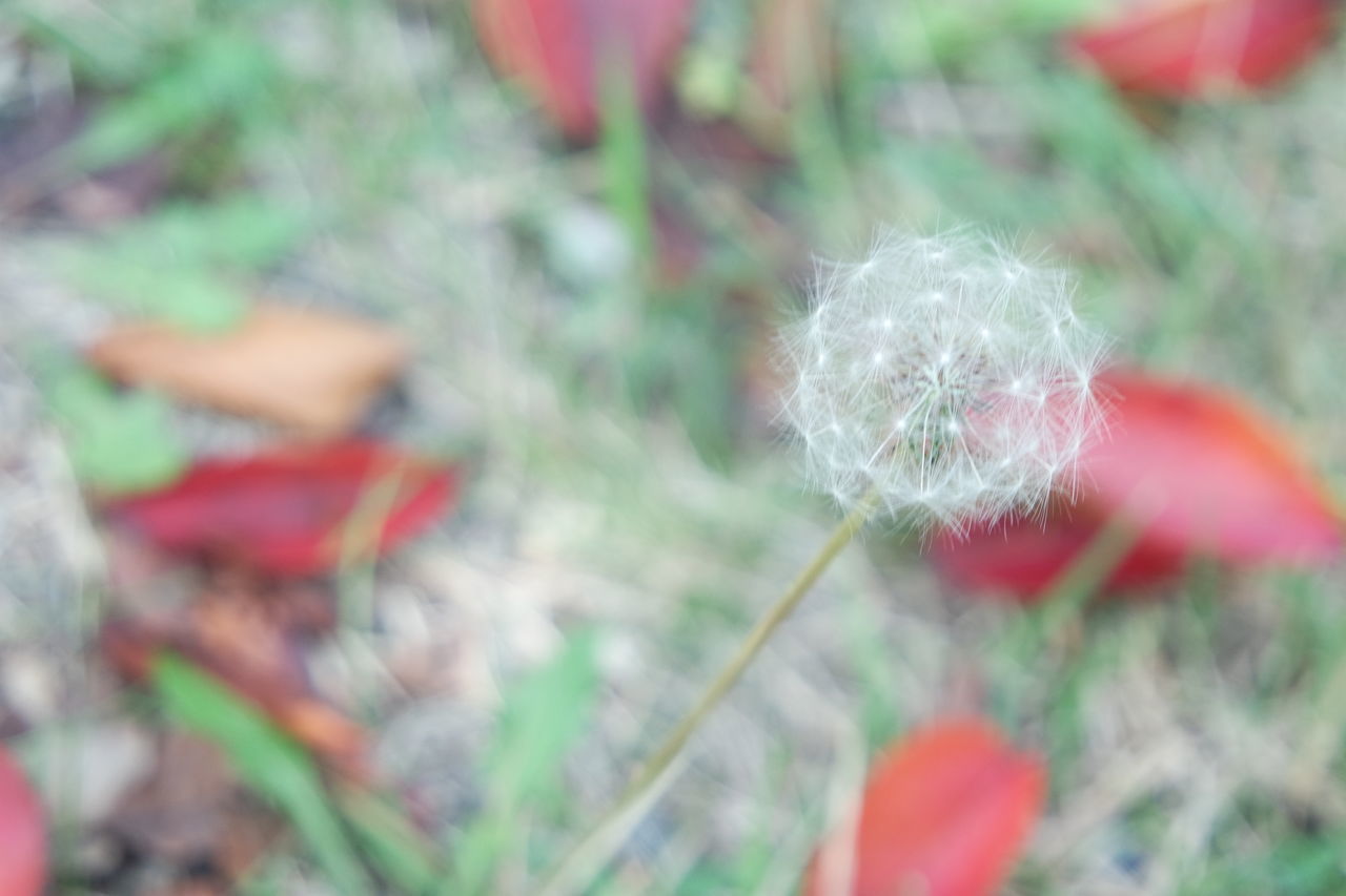 CLOSE-UP OF RED DANDELION FLOWER ON FIELD