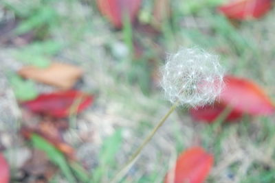 Close-up of dandelion on field