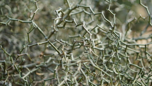 Close-up of dry twigs on land