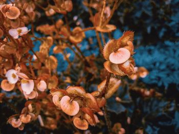 Close-up of flowering plant