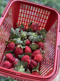 High angle view of strawberries in wicker basket