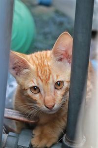 Close-up portrait of tabby cat by metal