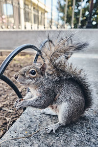 Close-up of squirrel sitting outdoors