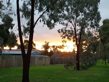 Trees on field against sky during sunset