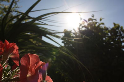 Close-up of flowers against sky