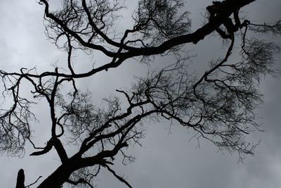 Low angle view of bare trees against sky