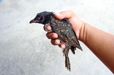 Close-up of hand holding bird