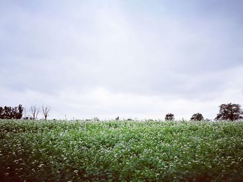 Plants growing on field against sky