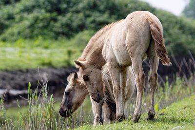 Horses grazing on grassy field