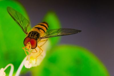 Close-up of butterfly pollinating on flower