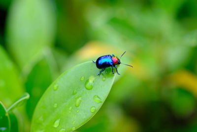Close-up of insect on leaf