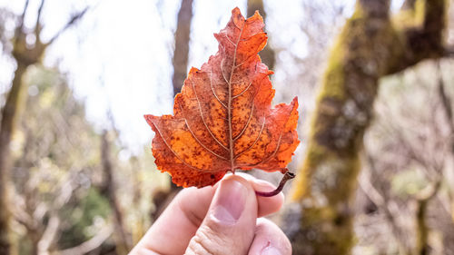 Cropped image of hand holding leaf during autumn