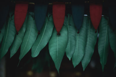 Close-up of multi colored leaves hanging in row