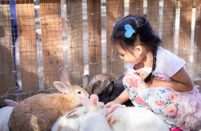 Side view of cute girl crouching by rabbits