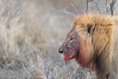 Close-up of an animal