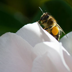 Close-up of bee pollinating on white flower