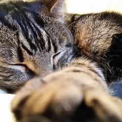 Close-up of cat sleeping