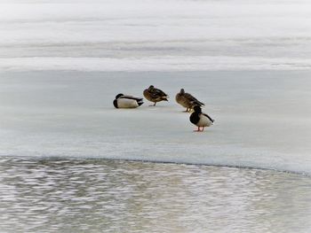 Bird flying over sea