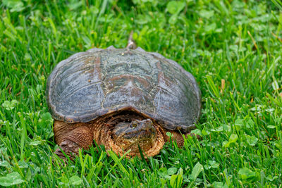 turtle