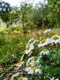 Close-up of white flowering plant on field
