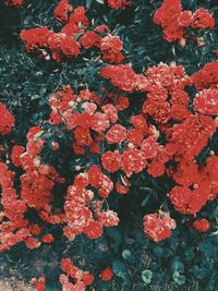 High angle view of red flowering plant