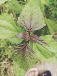 Close-up of dry leaves on land
