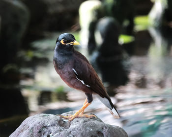 Close-up of bird perching on rock