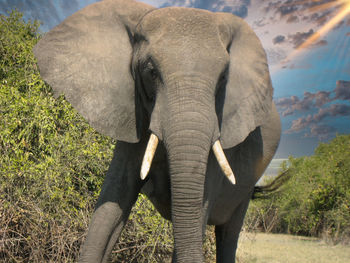 Close-up of elephant