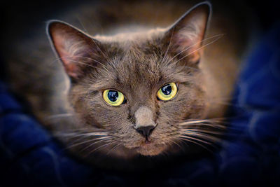 Close-up portrait of a cat