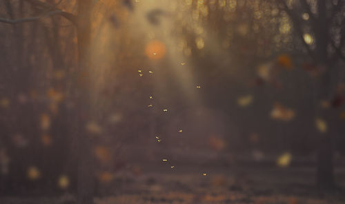 Close-up of trees in forest