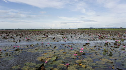 Lotus water lilies in pond against cloudy sky