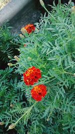 Close-up of red flowers