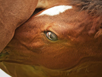 Close-up of foal nursing