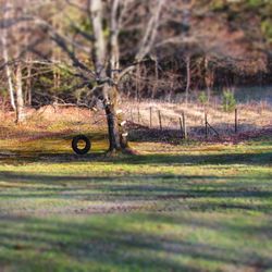 Trees on grassy field