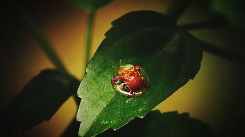 Golden tortoise beetle on leaf