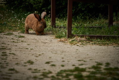 Hauskaninchen 