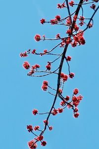 Low angle view of cherry blossom against blue sky